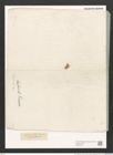 Nitzschia tubicola Grun. (de-Toni-Nr.: Genus 47, Species 2130) Zeichnungen Sammlung Grunow (NHMW-BOT-W0372278)